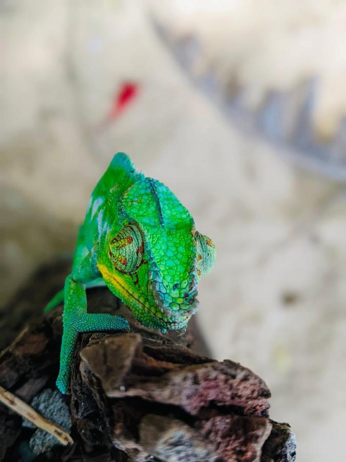 Tamarin Lodge Ampangorinana 外观 照片