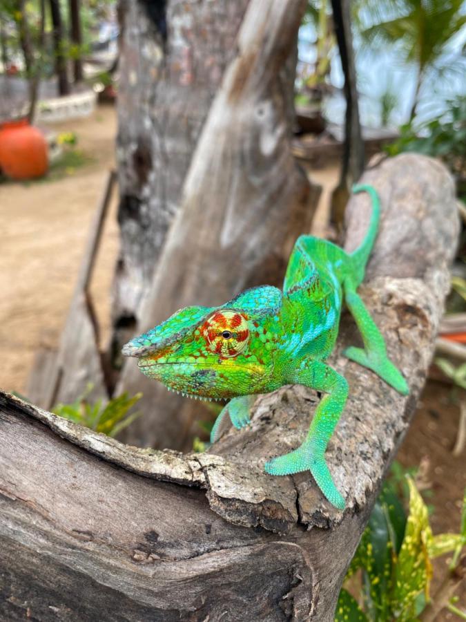 Tamarin Lodge Ampangorinana 外观 照片