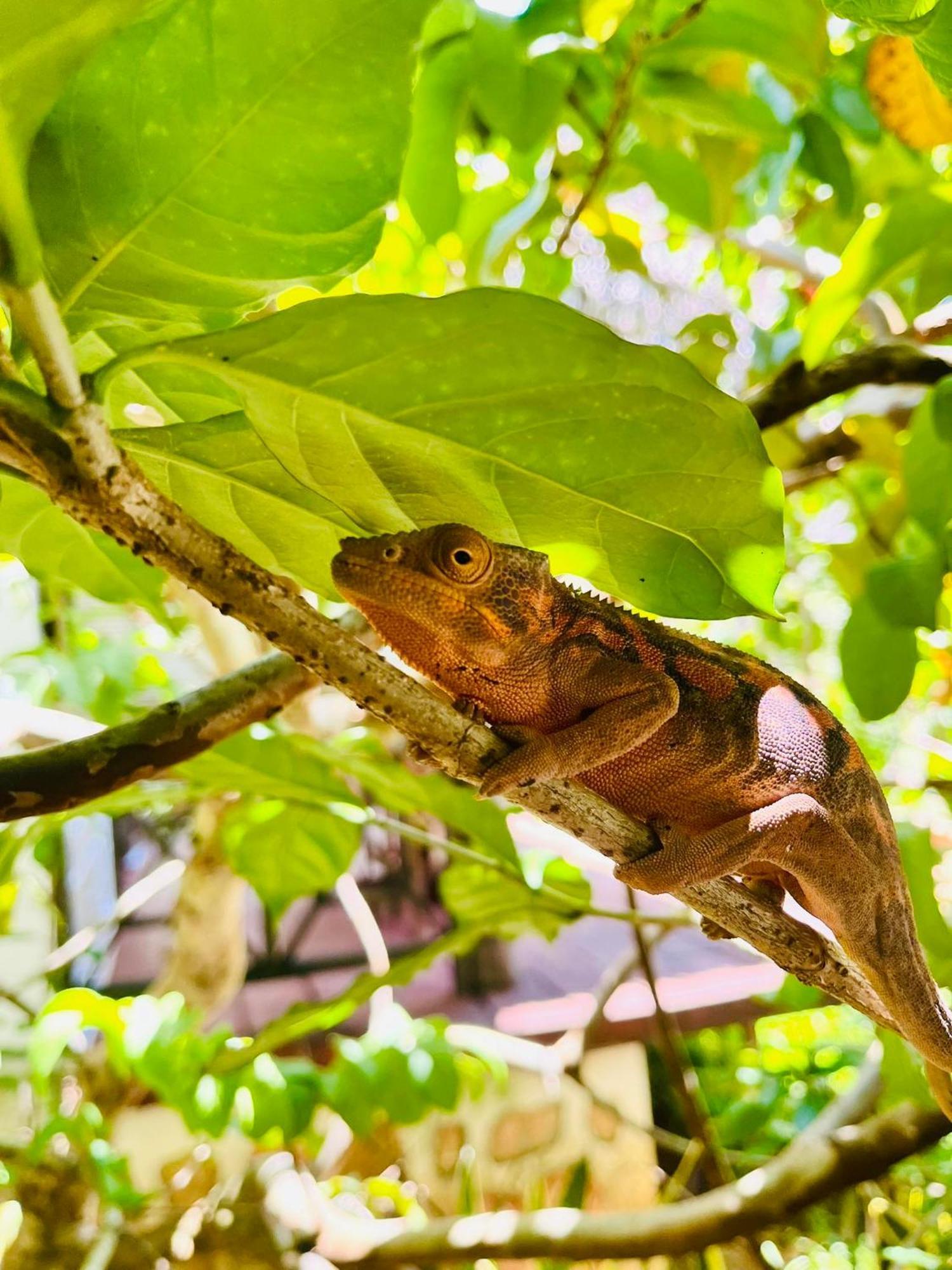 Tamarin Lodge Ampangorinana 外观 照片